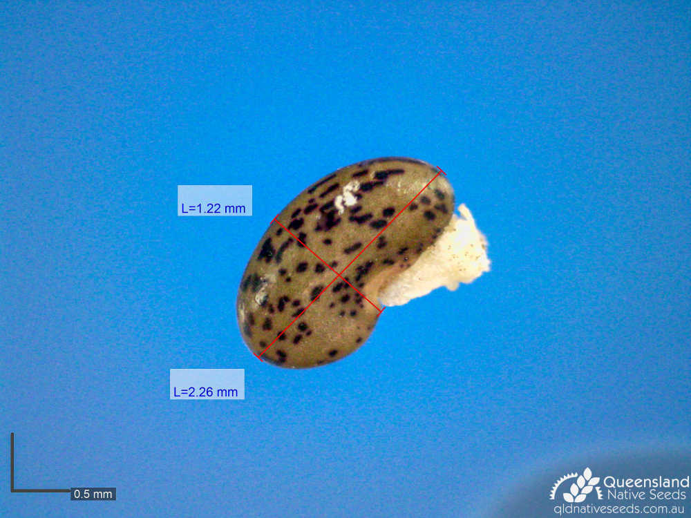 Pultenaea villosa | microscope | Queensland Native Seeds