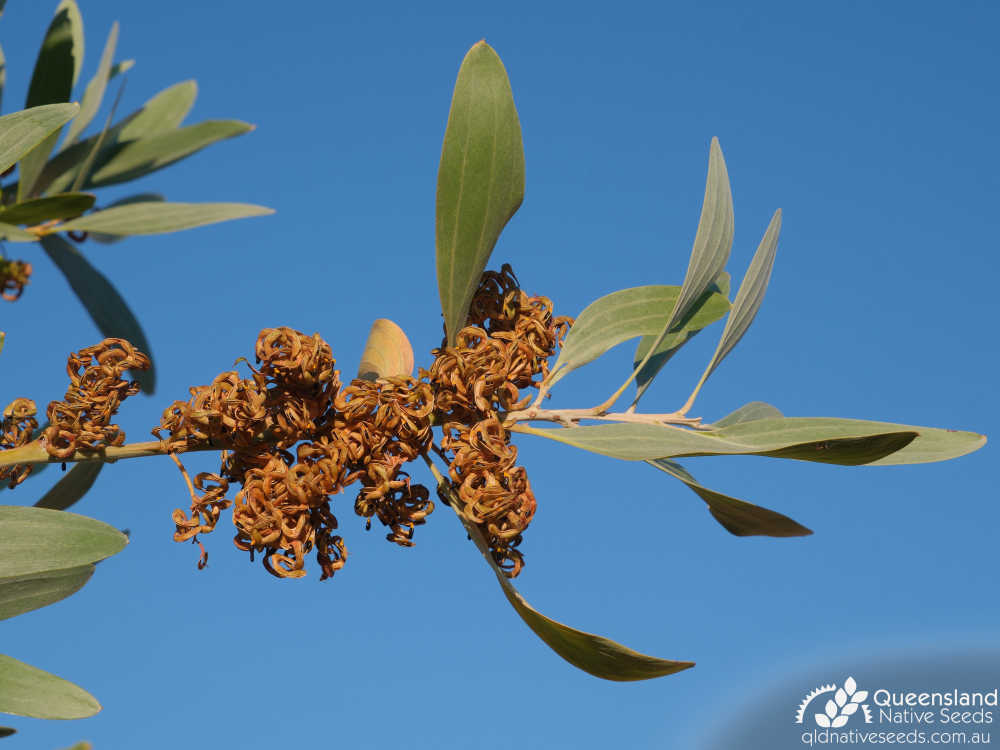 Acacia holosericea | phyllodes, pods | Queensland Native Seeds