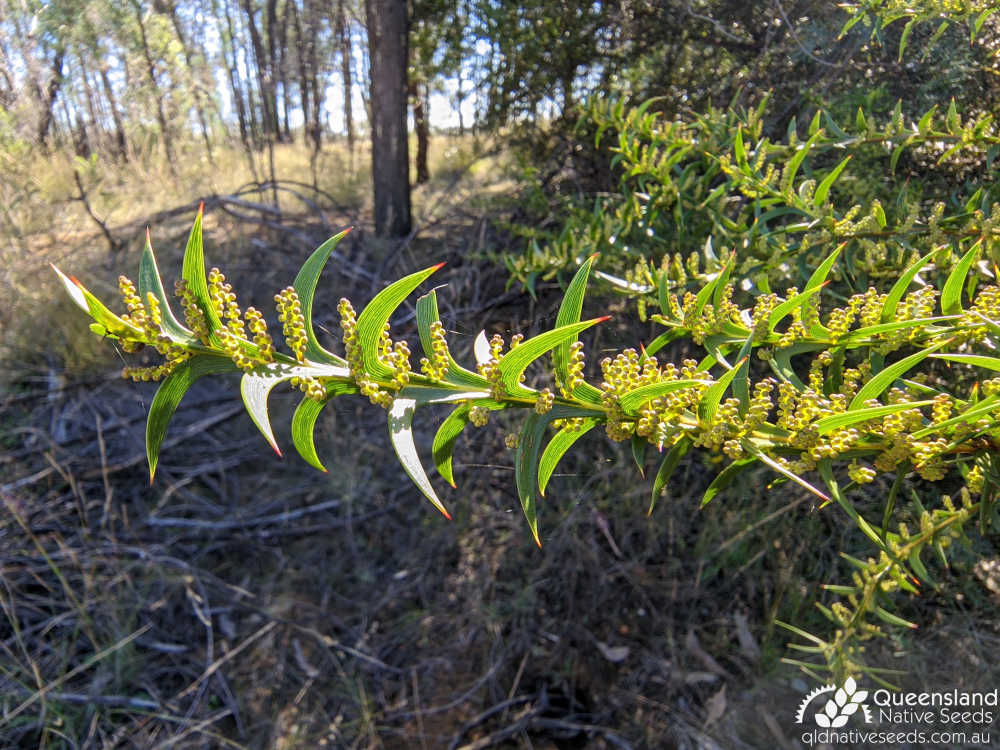 Acacia triptera | terminal growth, phyllodes | Queensland Native Seeds