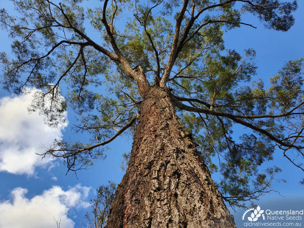 Eucalyptus crebra | trunk, canopy | Queensland Native Seeds