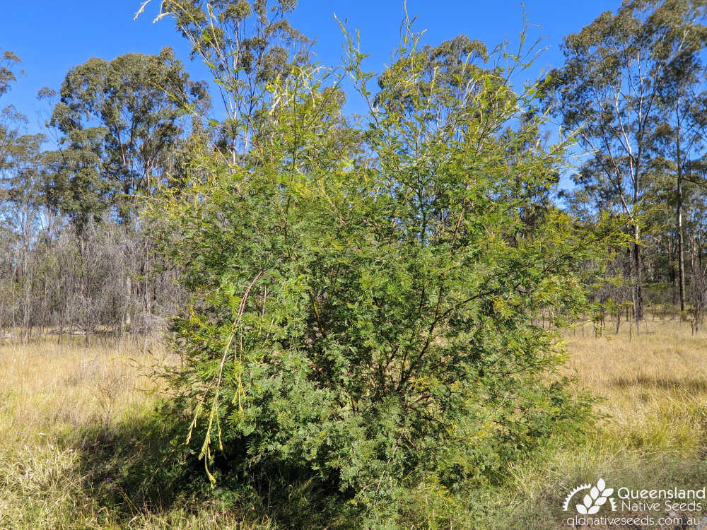 Acacia deanei subsp. deanei | habit | Queensland Native Seeds