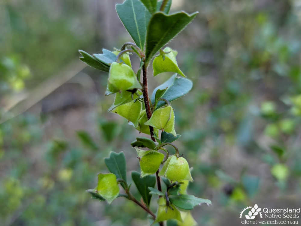 Dodonaea triangularis | capsule, leaves | Queensland Native Seeds