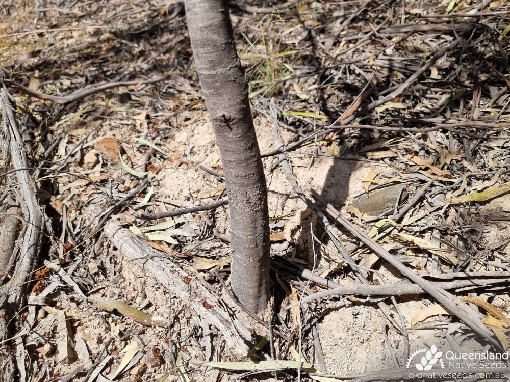 Acacia semilunata | trunk | Queensland Native Seeds