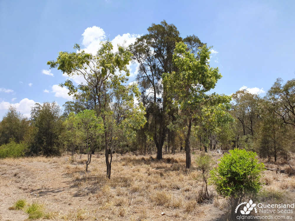 Atalaya hemiglauca | habitat | Queensland Native Seeds