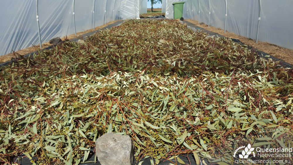 Eucalyptus fibrosa subsp. fibrosa | drying in tunnelhouse | Queensland Native Seeds