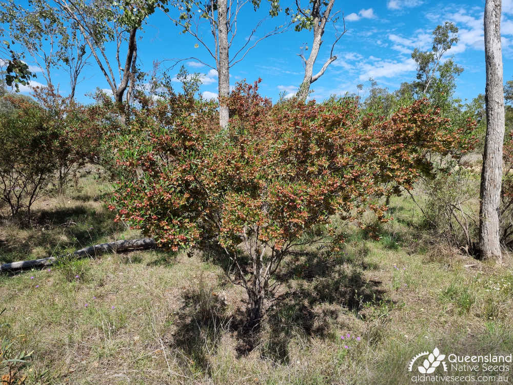 Dodonaea viscosa subsp. spatulata | habit | Queensland Native Seeds