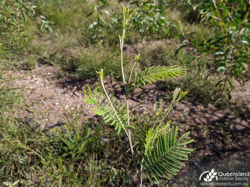 Acacia deanei subsp. deanei | terminal growth | Queensland Native Seeds
