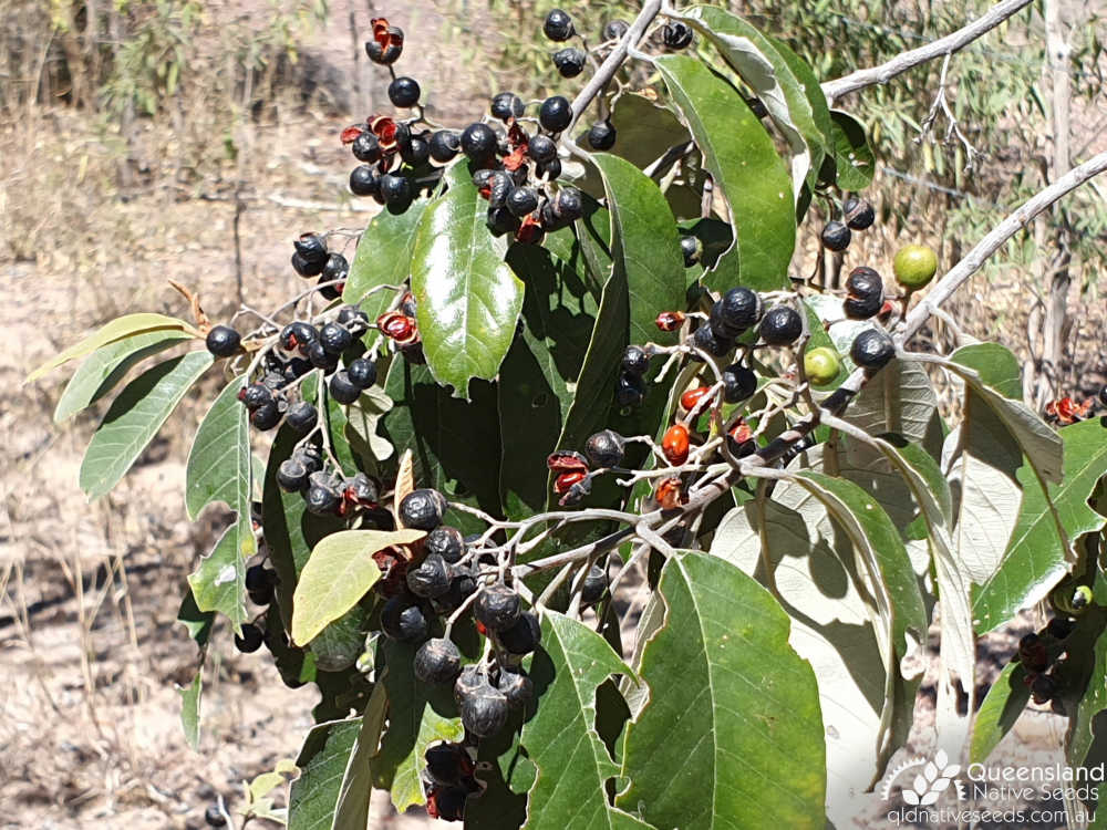 Alphitonia excelsa | fruit dehiscing | Queensland Native Seeds