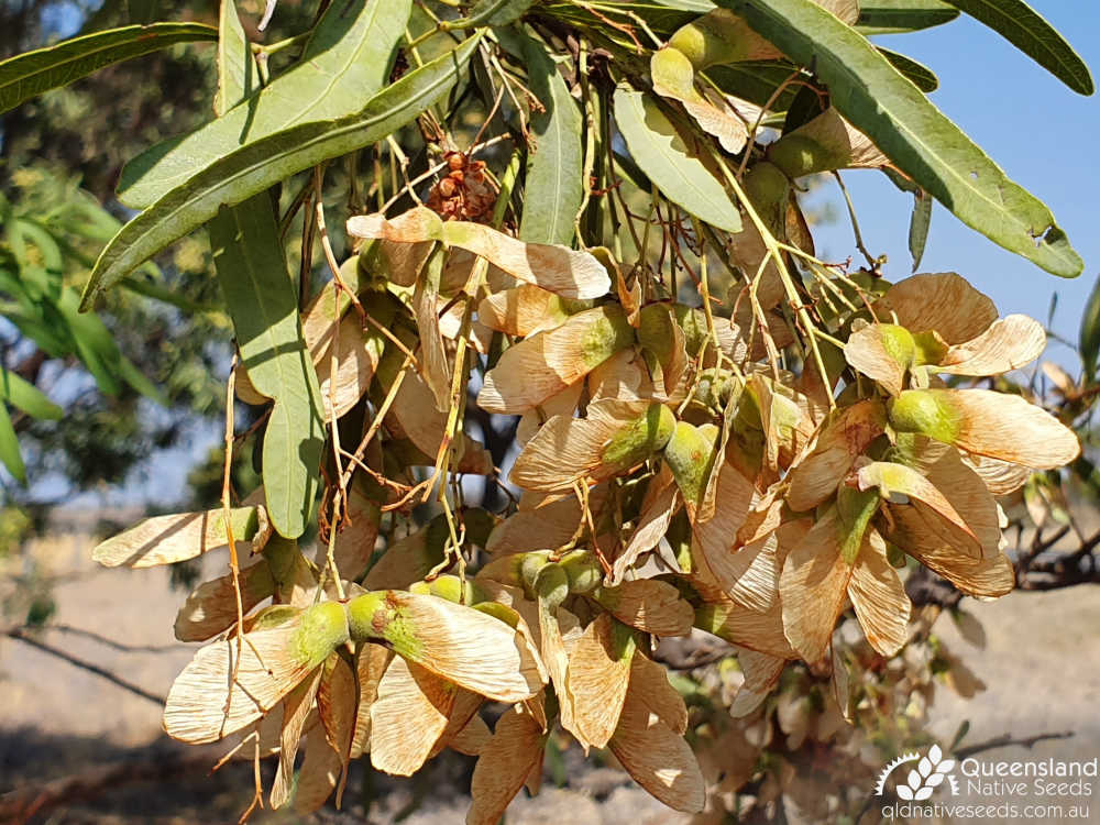 Atalaya hemiglauca | ripening fruit (samaras') | Queensland Native Seeds
