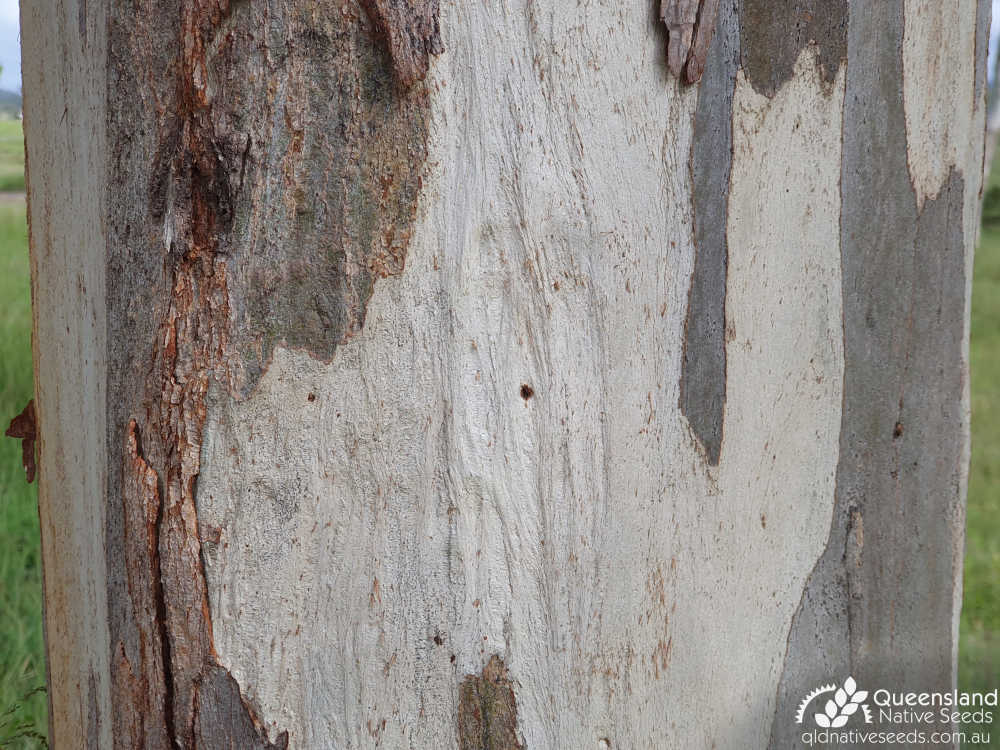 Eucalyptus tereticornis | bark | Queensland Native Seeds