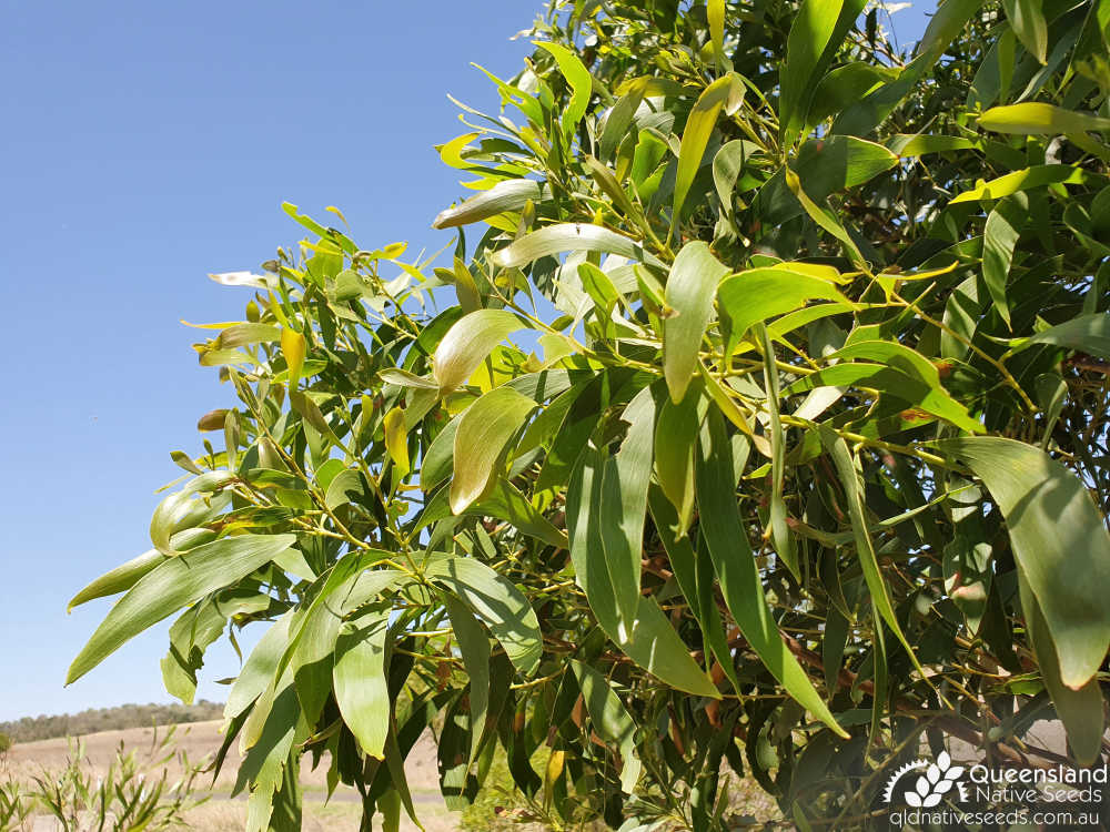 Acacia implexa  | phyllodes | Queensland Native Seeds