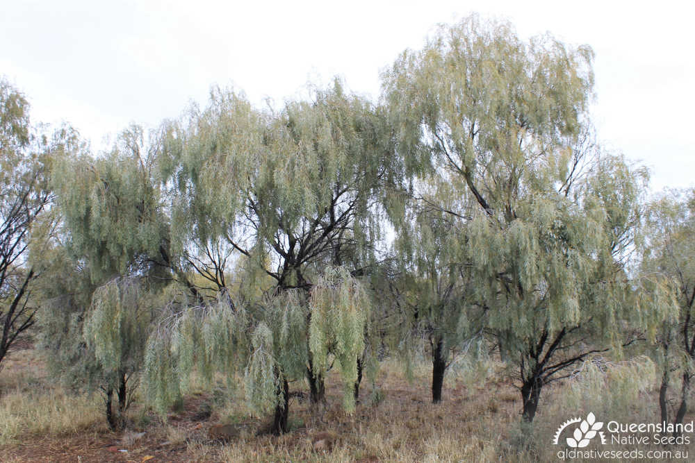 Acacia pendula | habit | Queensland Native Seeds