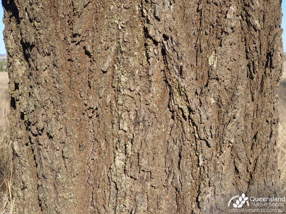 Eucalyptus crebra | bark | Queensland Native Seeds