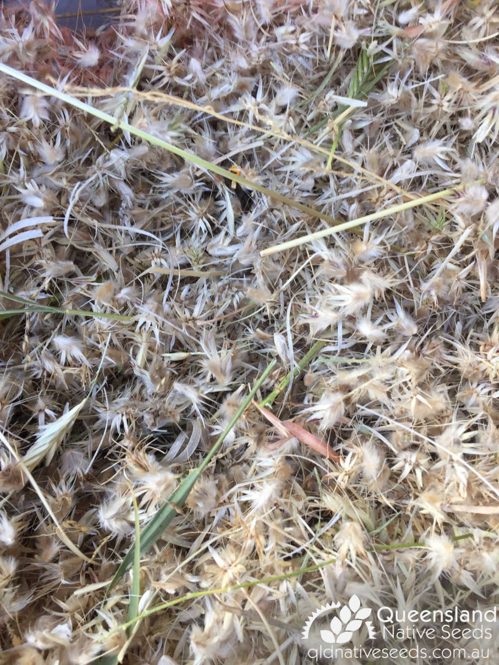 Astrebla pectinata | spikelets in harvester | Queensland Native Seeds