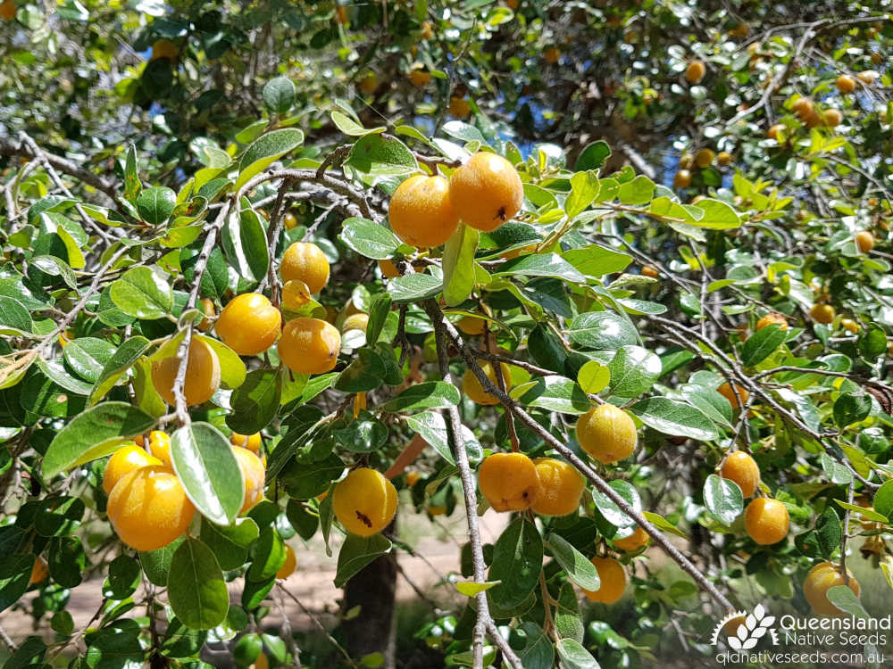 Petalostigma pubescens | fruit | Queensland Native Seeds