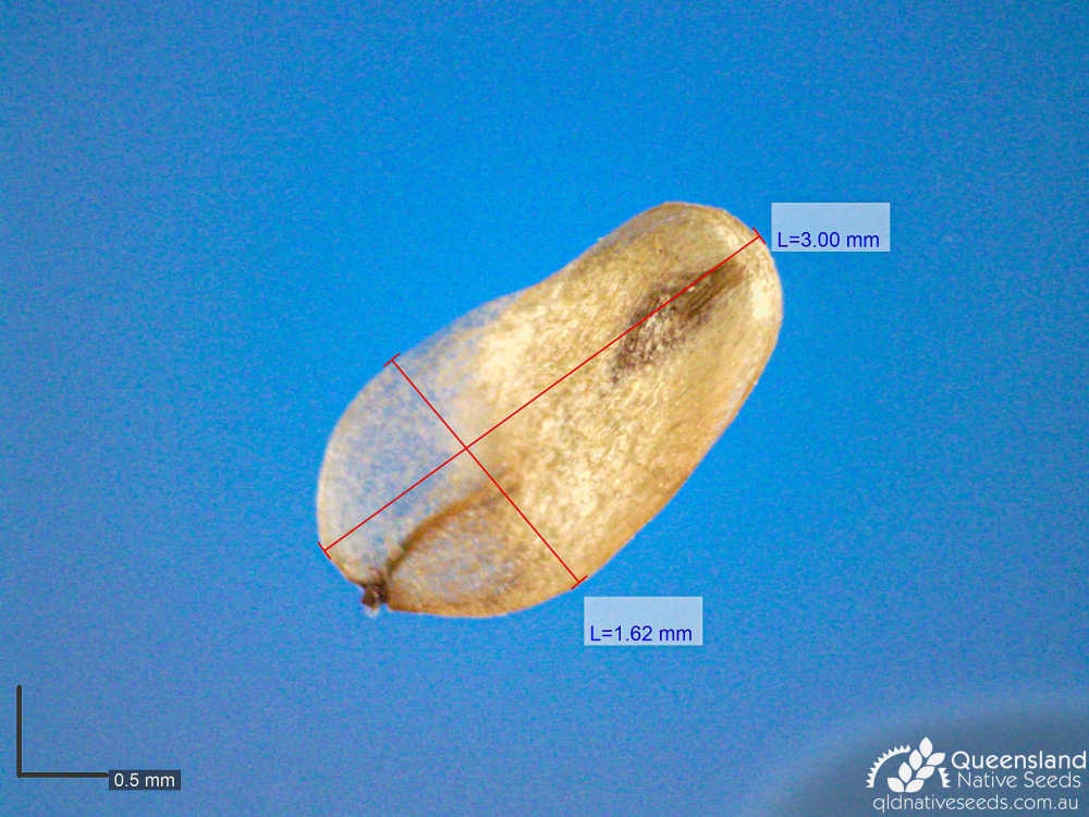 Casuarina cunninghamiana subsp. cunninghamiana | microscope | Queensland Native Seeds