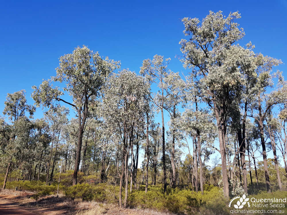 Eucalyptus fibrosa subsp. nubilis | habit, habitat | Queensland Native Seeds