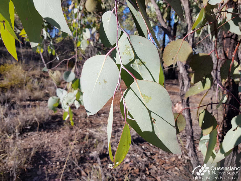 Eucalyptus fibrosa subsp. nubilis | leaves | Queensland Native Seeds