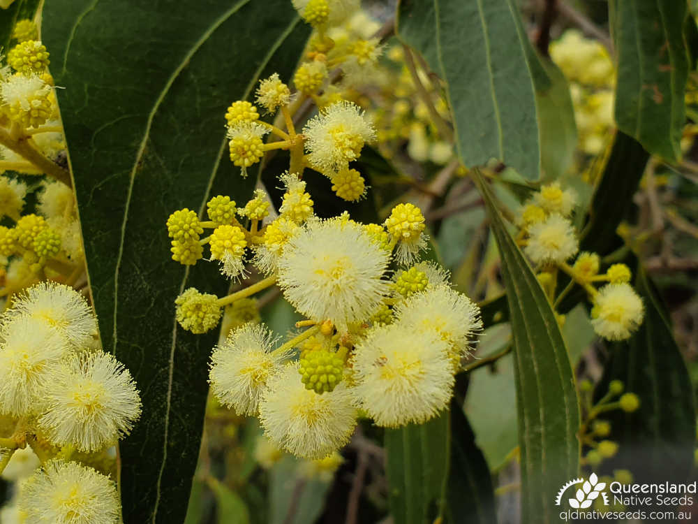 Acacia flavescens | inflorescence | Queensland Native Seeds