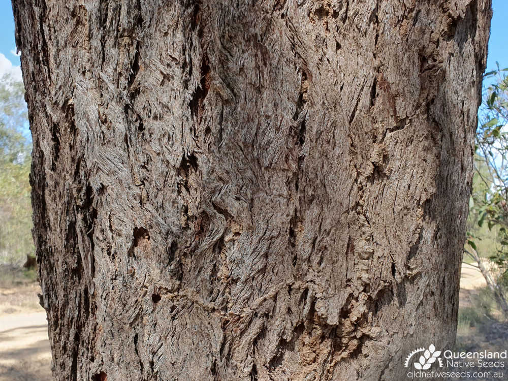 Eucalyptus exserta | bark | Queensland Native Seeds