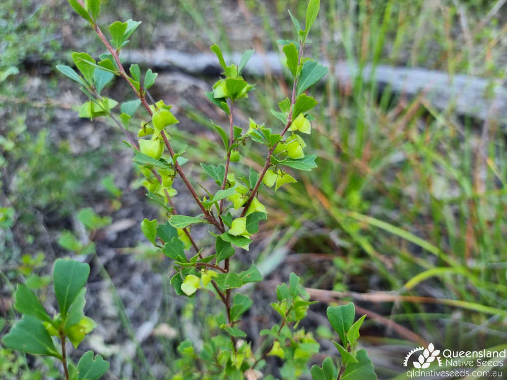 Dodonaea triangularis | capsule, leaves | Queensland Native Seeds