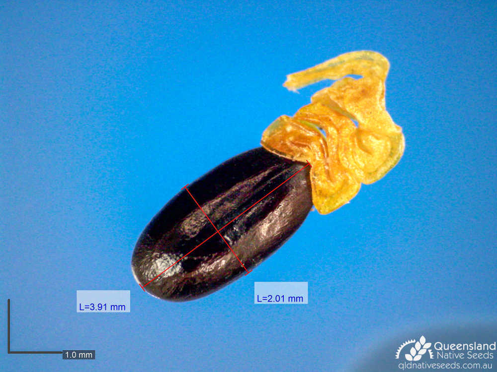 Acacia crassa subsp. crassa | microscope | Queensland Native Seeds