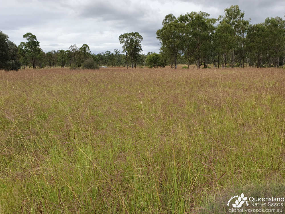 Bothriochloa bladhii subsp. bladhii | habit and habitat | Queensland Native Seeds