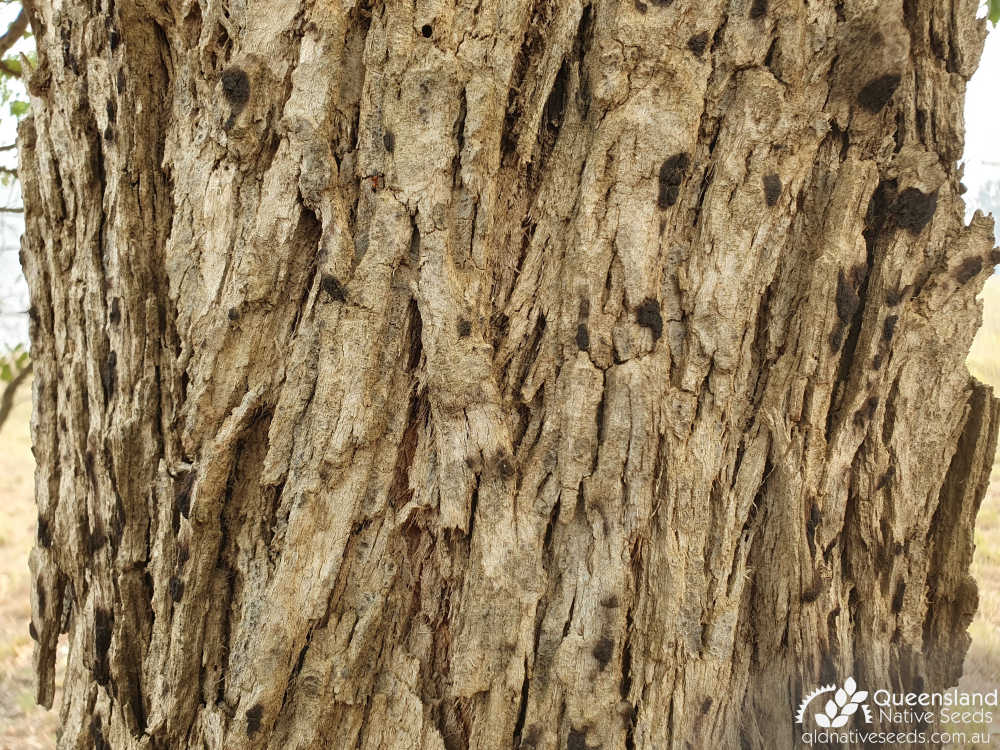 Angophora subvelutina | bark | Queensland Native Seeds