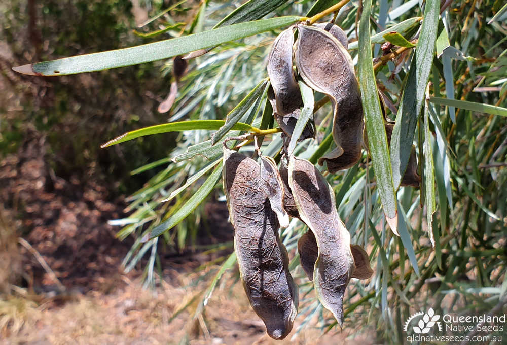 Acacia pendula | pod | Queensland Native Seeds
