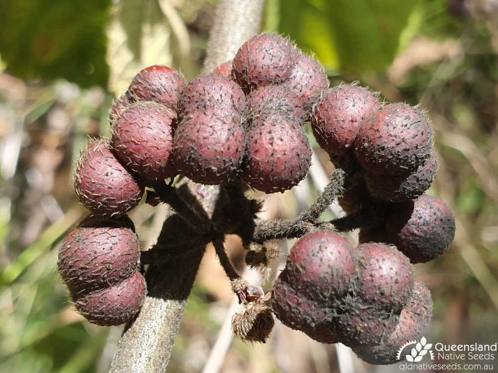 Grewia latifolia | fruit | Queensland Native Seeds