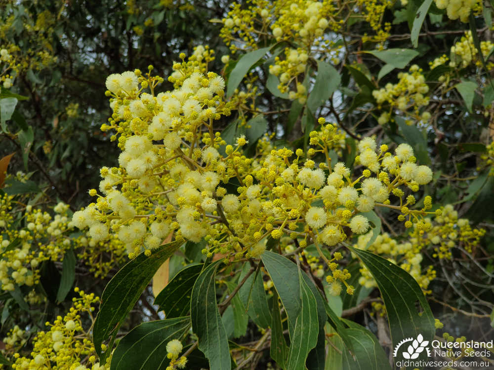 Acacia flavescens | phyllode, inflorescence | Queensland Native Seeds