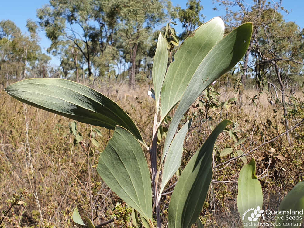 Acacia holosericea | phyllodes | Queensland Native Seeds
