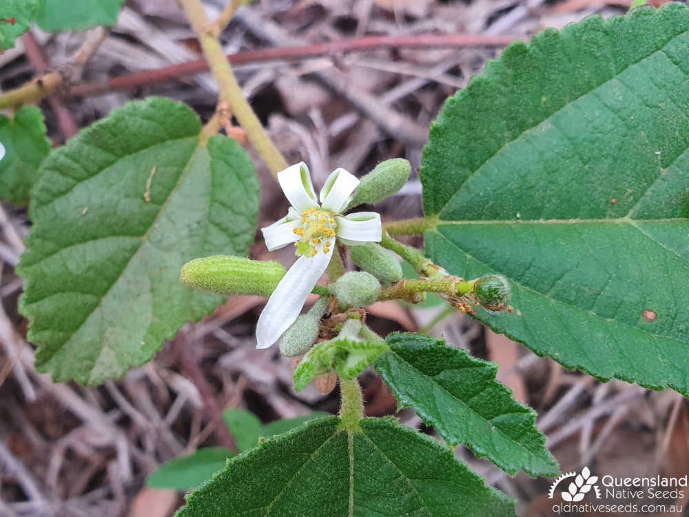 Grewia latifolia | inflorescence | Queensland Native Seeds