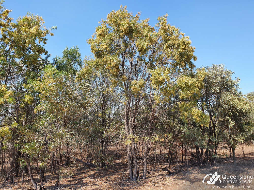 Atalaya hemiglauca | habit, habitat, Brigalow regrowth | Queensland Native Seeds