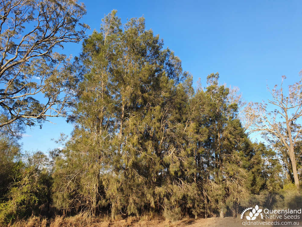 Casuarina cristata | habit | Queensland Native Seeds