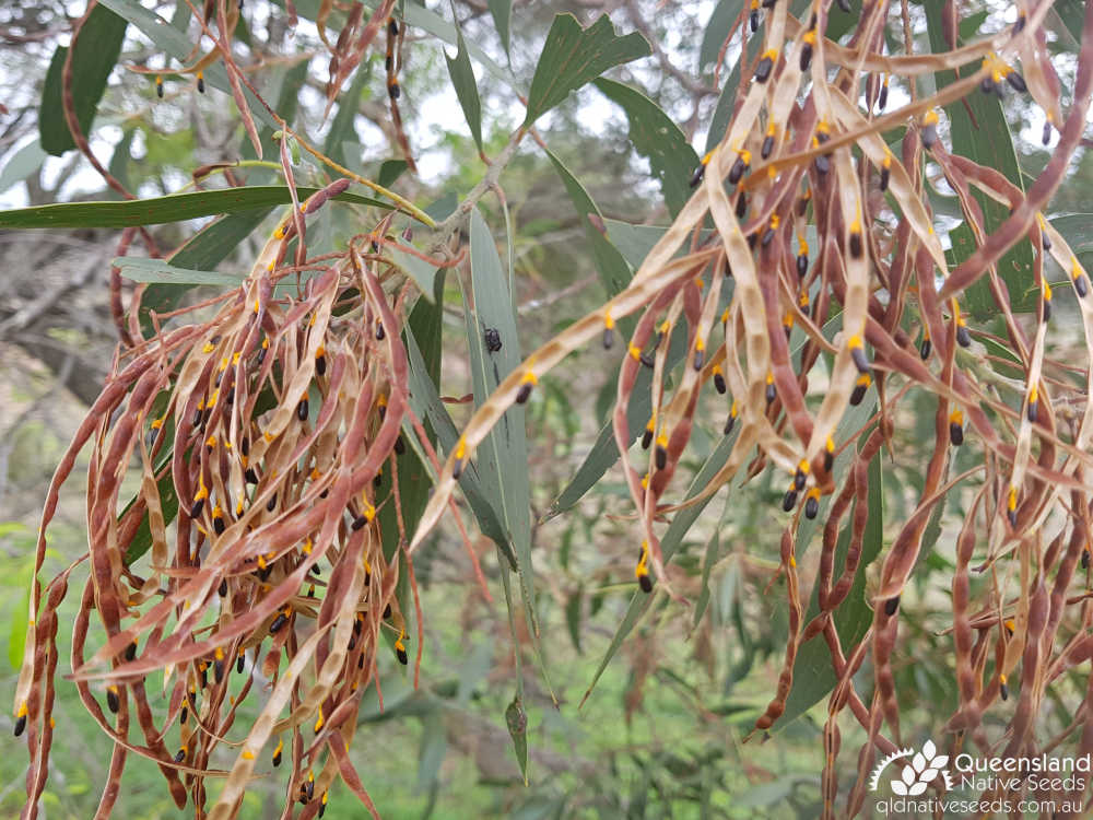Acacia crassa subsp. longicoma | fruit,seed | Queensland Native Seeds