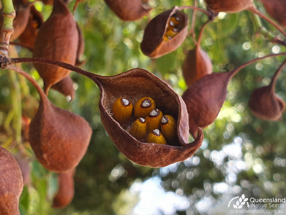 Brachychiton rupestris | fruit, seed | Queensland Native Seeds
