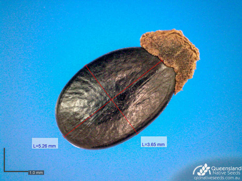 Acacia flavescens | microscope | Queensland Native Seeds