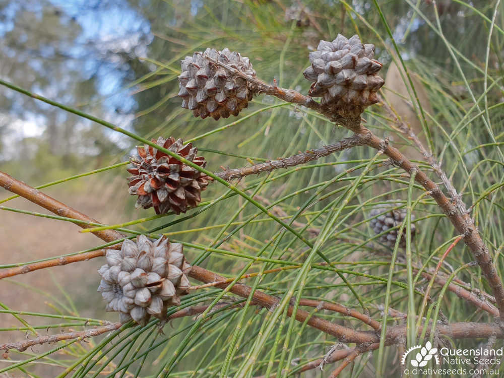 Casuarina cristata | fruit | Queensland Native Seeds