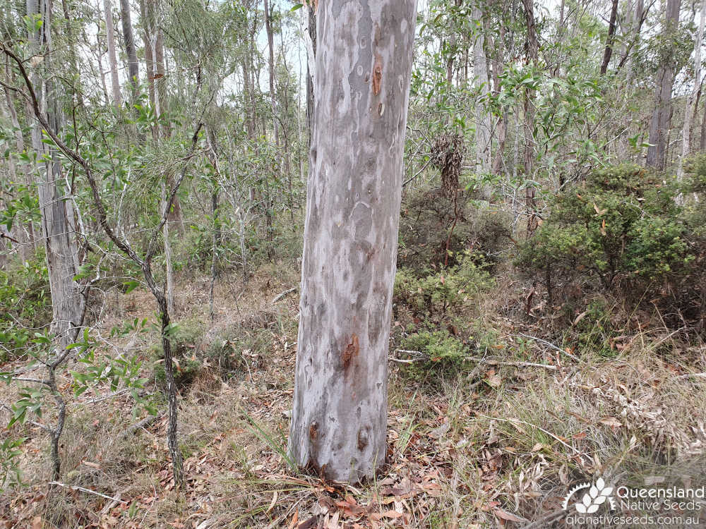 Corymbia citriodora subsp. variegata | trunk | Queensland Native Seeds