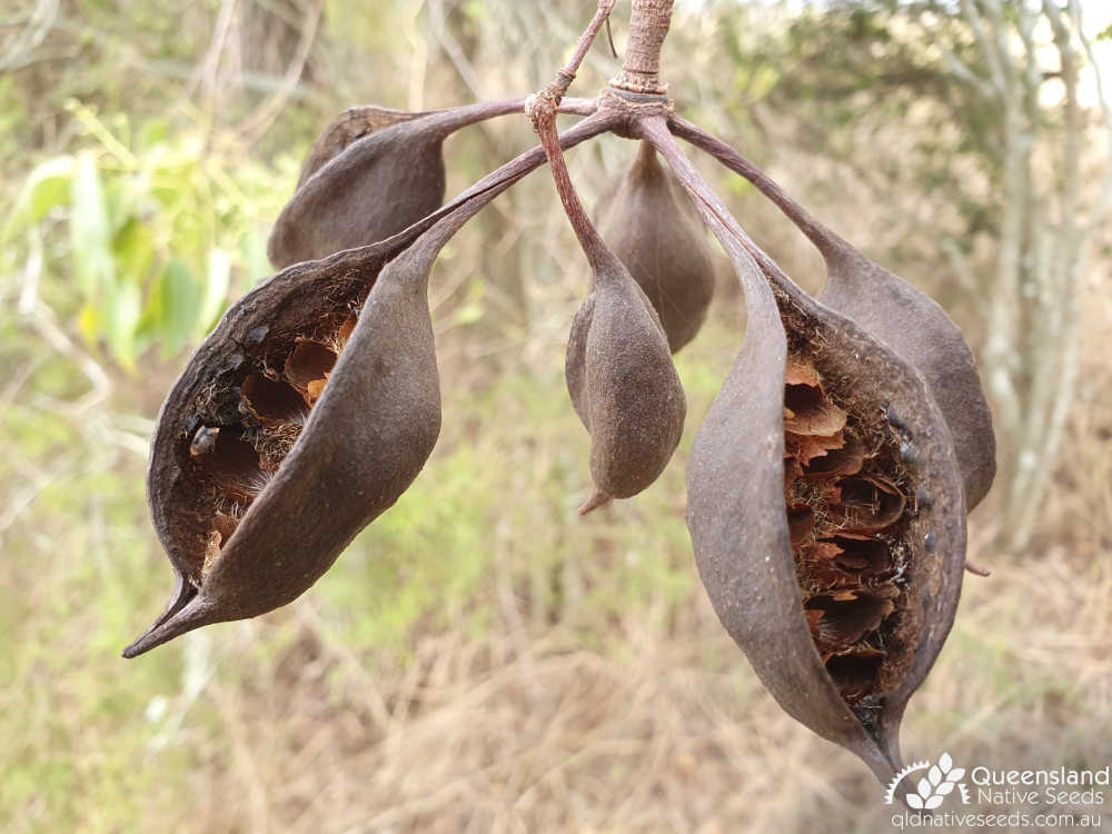 Brachychiton populneus | senescent fruit | Queensland Native Seeds