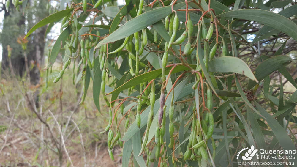 Acacia blakei subsp. blakei | fruit | Queensland Native Seeds