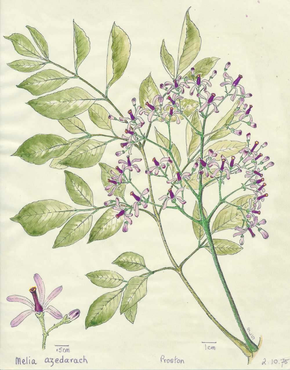 Melia azedarach | depiction by Sylvia Seiler, Killara, West Boondooma, Qld | Queensland Native Seeds