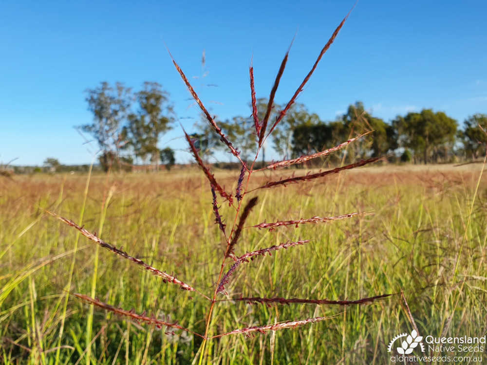 Bothriochloa bladhii subsp. bladhii | inflorescence | Queensland Native Seeds