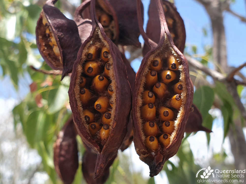 Brachychiton populneus | fruit, seed | Queensland Native Seeds