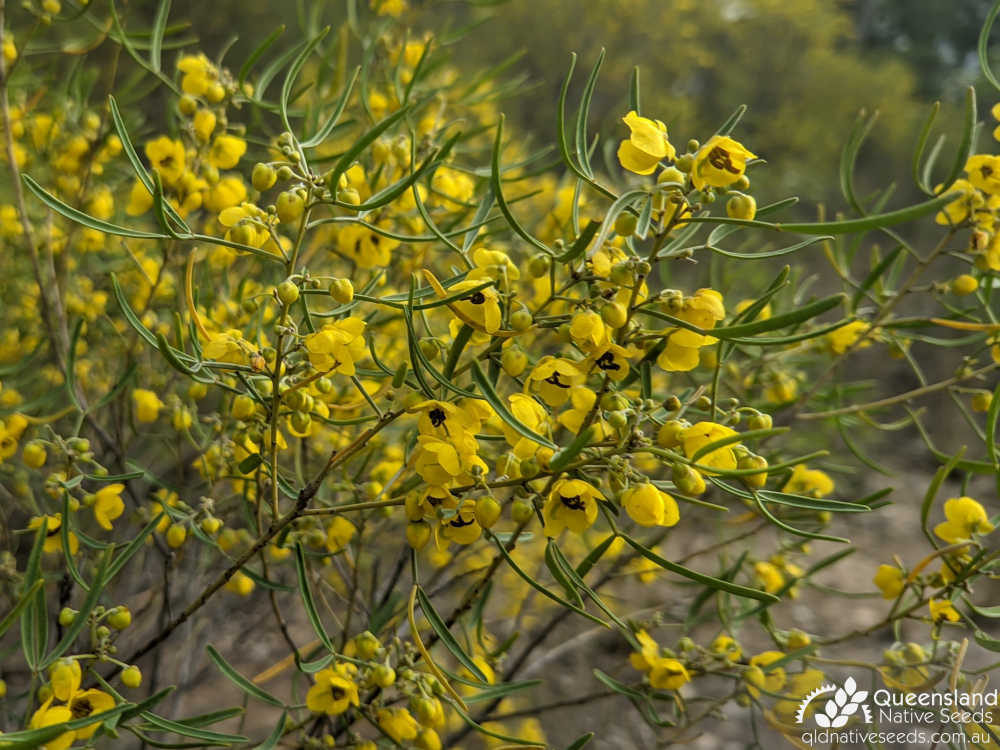 Senna artemisioides subsp. zygophylla | inflorescence, leaves | Queensland Native Seeds