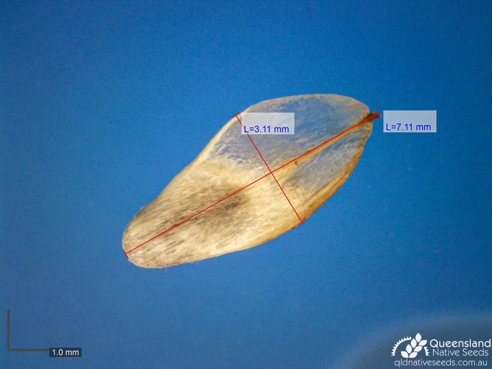 Casuarina cristata | microscope | Queensland Native Seeds