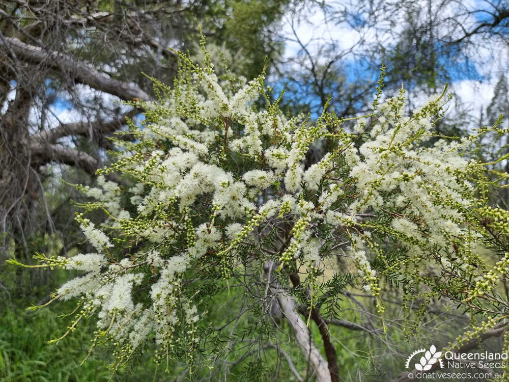 Melaleuca decora | inflorescence | Queensland Native Seeds