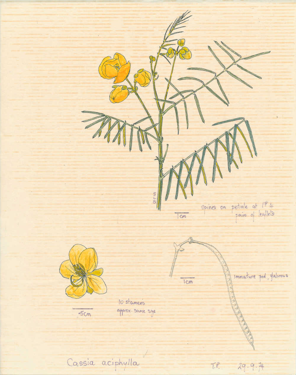 Senna aciphylla  | Cassia aciphylla, depiction by Sylvia Seiler, Killara, West Boondooma, Qld | Queensland Native Seeds