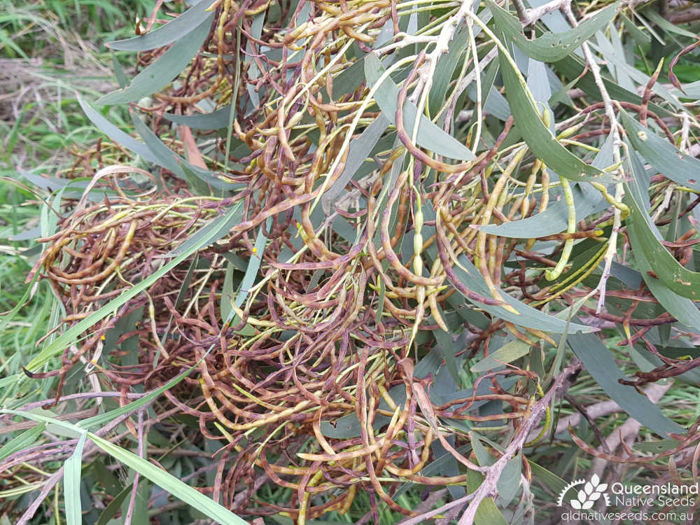 Acacia crassa subsp. longicoma | ripening fruit | Queensland Native Seeds